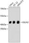 Egl-9 Family Hypoxia Inducible Factor 2 antibody, 14-021, ProSci, Western Blot image 