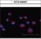 Atypical Chemokine Receptor 3 antibody, GTX100027, GeneTex, Immunofluorescence image 