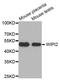 WD Repeat Domain, Phosphoinositide Interacting 2 antibody, abx127084, Abbexa, Western Blot image 