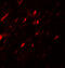 Angiopoietin Like 3 antibody, 7865, ProSci, Immunofluorescence image 