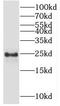 GTP-binding protein SAR1a antibody, FNab07602, FineTest, Western Blot image 