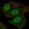 Spermine Oxidase antibody, HPA060198, Atlas Antibodies, Immunofluorescence image 