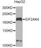 Eukaryotic Translation Initiation Factor 2 Alpha Kinase 4 antibody, LS-C747713, Lifespan Biosciences, Western Blot image 