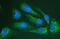 Multidrug resistance protein 3 antibody, PB9275, Boster Biological Technology, Immunofluorescence image 