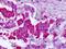 Glutamate Metabotropic Receptor 7 antibody, NLS917, Novus Biologicals, Immunohistochemistry frozen image 