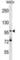 Protein SMG5 antibody, abx030970, Abbexa, Western Blot image 