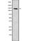 Solute Carrier Family 9 Member C1 antibody, abx217330, Abbexa, Western Blot image 