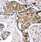 Superoxide Dismutase 3 antibody, LS-C313036, Lifespan Biosciences, Immunohistochemistry frozen image 