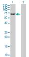 Myotubularin Related Protein 14 antibody, H00064419-B01P, Novus Biologicals, Western Blot image 