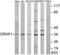 Olfactory Receptor Family 4 Subfamily X Member 1 (Gene/Pseudogene) antibody, TA316417, Origene, Western Blot image 