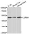 Leukocyte Immunoglobulin Like Receptor B4 antibody, STJ29153, St John