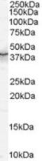 QKI, KH Domain Containing RNA Binding antibody, MBS420350, MyBioSource, Western Blot image 