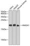 High Mobility Group Nucleosome Binding Domain 1 antibody, A03051-1, Boster Biological Technology, Western Blot image 