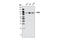 FMR1 Autosomal Homolog 2 antibody, 4247S, Cell Signaling Technology, Western Blot image 