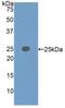 Insulin Like Growth Factor Binding Protein 7 antibody, LS-C294668, Lifespan Biosciences, Western Blot image 