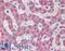 Voltage Dependent Anion Channel 1 antibody, LS-B435, Lifespan Biosciences, Immunohistochemistry paraffin image 
