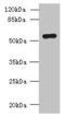 Sat2 antibody, CSB-PA847210LA01HU, Cusabio, Western Blot image 
