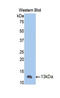 Matrix Metallopeptidase 12 antibody, LS-C295306, Lifespan Biosciences, Western Blot image 