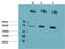 Protein Kinase AMP-Activated Catalytic Subunit Alpha 1 antibody, STJ97784, St John