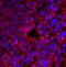 Eukaryotic Translation Initiation Factor 2 Alpha Kinase 2 antibody, 3947, ProSci Inc, Immunofluorescence image 