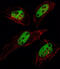 Small Ubiquitin Like Modifier 1 antibody, abx026670, Abbexa, Immunofluorescence image 