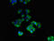 Iodothyronine Deiodinase 3 antibody, orb53263, Biorbyt, Immunofluorescence image 