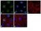 H3 Histone Family Member 3B antibody, PA5-29602, Invitrogen Antibodies, Immunofluorescence image 