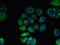 Taste 1 Receptor Member 2 antibody, LS-C682260, Lifespan Biosciences, Immunofluorescence image 