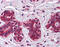 Checkpoint with forkhead and RING finger domains protein antibody, 25-840, ProSci, Immunohistochemistry frozen image 