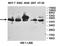 ADP Ribosylation Factor GTPase Activating Protein 1 antibody, orb78356, Biorbyt, Western Blot image 