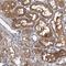 Two Pore Segment Channel 1 antibody, HPA039757, Atlas Antibodies, Immunohistochemistry frozen image 