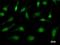 TATA-Box Binding Protein Associated Factor 9b antibody, LS-C342525, Lifespan Biosciences, Immunofluorescence image 