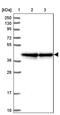 Alpha And Gamma Adaptin Binding Protein antibody, PA5-59090, Invitrogen Antibodies, Western Blot image 