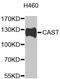 Calpastatin antibody, MBS125016, MyBioSource, Western Blot image 