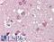 Reticulon 4 antibody, LS-B4168, Lifespan Biosciences, Immunohistochemistry paraffin image 