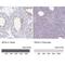 Glutathione Peroxidase 4 antibody, NBP2-56139, Novus Biologicals, Immunohistochemistry paraffin image 