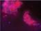 Troponin I3, Cardiac Type antibody, NB110-2546, Novus Biologicals, Immunofluorescence image 