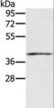 Interferon Gamma Receptor 2 antibody, LS-C403236, Lifespan Biosciences, Western Blot image 