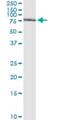 General Transcription Factor IIA Subunit 1 Like antibody, H00011036-M02, Novus Biologicals, Immunoprecipitation image 