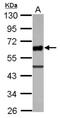 Ubiquitin-associated and SH3 domain-containing protein A antibody, NBP2-20762, Novus Biologicals, Western Blot image 