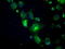 Crystallin Alpha B antibody, TA500584, Origene, Immunofluorescence image 