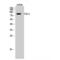 Cullin 2 antibody, LS-C382947, Lifespan Biosciences, Western Blot image 