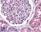 NPHS1 Adhesion Molecule, Nephrin antibody, LS-B4724, Lifespan Biosciences, Immunohistochemistry frozen image 