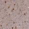 Elongin A2 antibody, HPA043501, Atlas Antibodies, Immunohistochemistry frozen image 