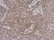 Tubulin Tyrosine Ligase Like 12 antibody, NBP2-15149, Novus Biologicals, Immunohistochemistry frozen image 