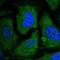 Eukaryotic Translation Initiation Factor 2 Subunit Beta antibody, NBP2-58948, Novus Biologicals, Immunofluorescence image 