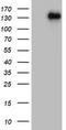 Zinc Finger E-Box Binding Homeobox 1 antibody, LS-C797951, Lifespan Biosciences, Western Blot image 