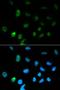 Chromogranin A antibody, orb49142, Biorbyt, Immunofluorescence image 