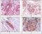 RAB25, Member RAS Oncogene Family antibody, MA5-15267, Invitrogen Antibodies, Immunohistochemistry frozen image 