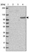 DLG Associated Protein 4 antibody, PA5-62919, Invitrogen Antibodies, Western Blot image 